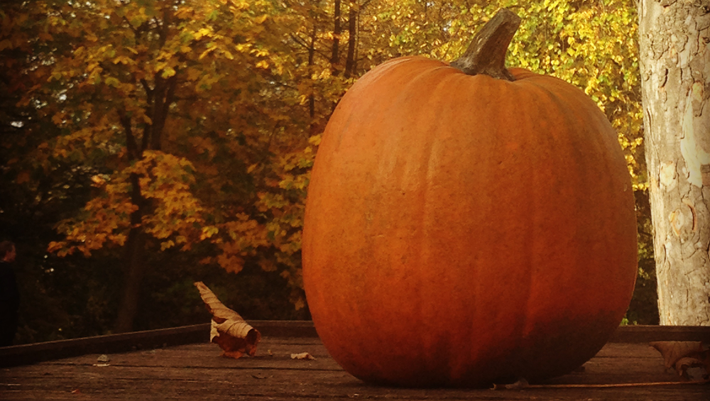 Autumn has arrived!